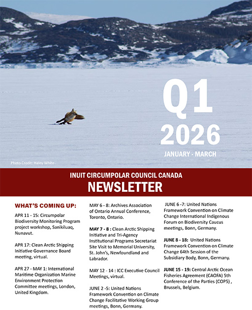 Cover image for Inuit Circumpolar Council Canada newsletter, showing a snow-covered landscape with a lone bird and a large 'Q1 2026' title (January–March). It credits Haley White.